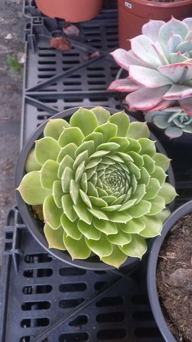 Suculentas baratas