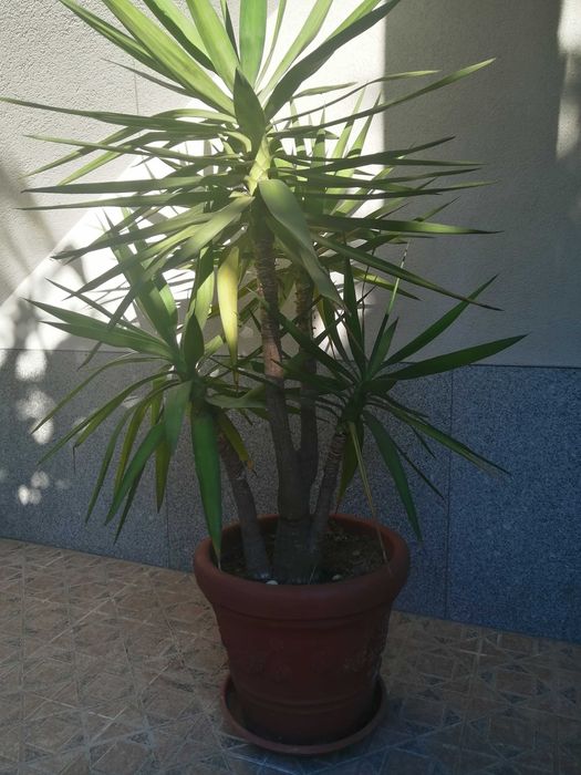 Yuka planta natural várias cabeças