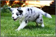 psy szczeniaki Border Collie blue merle ZKwP FCI