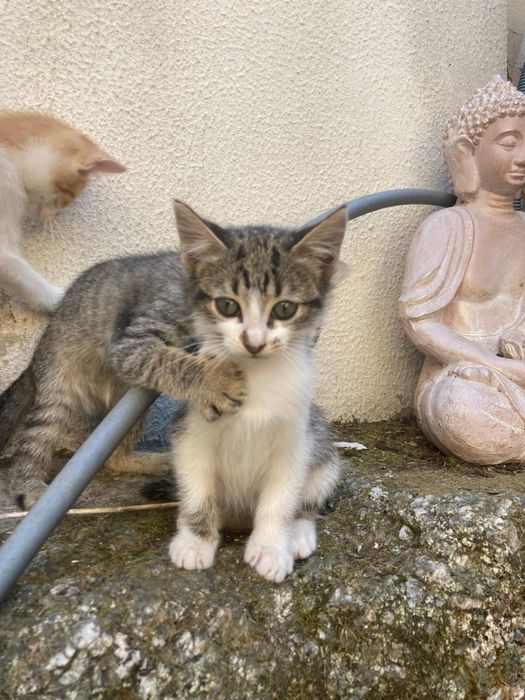 Gatinhos bebes para adocao