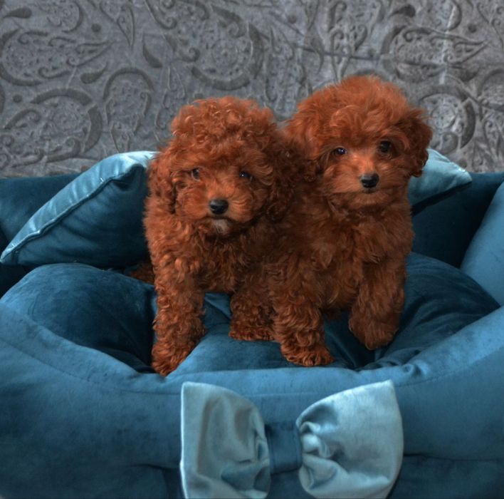 Дуже гарні малята той пудель