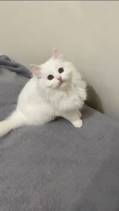 Безпритульні котики