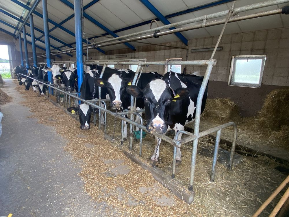 stanowiska dla krów wygrodzenia dla bydła wygrody maty legowiskowe