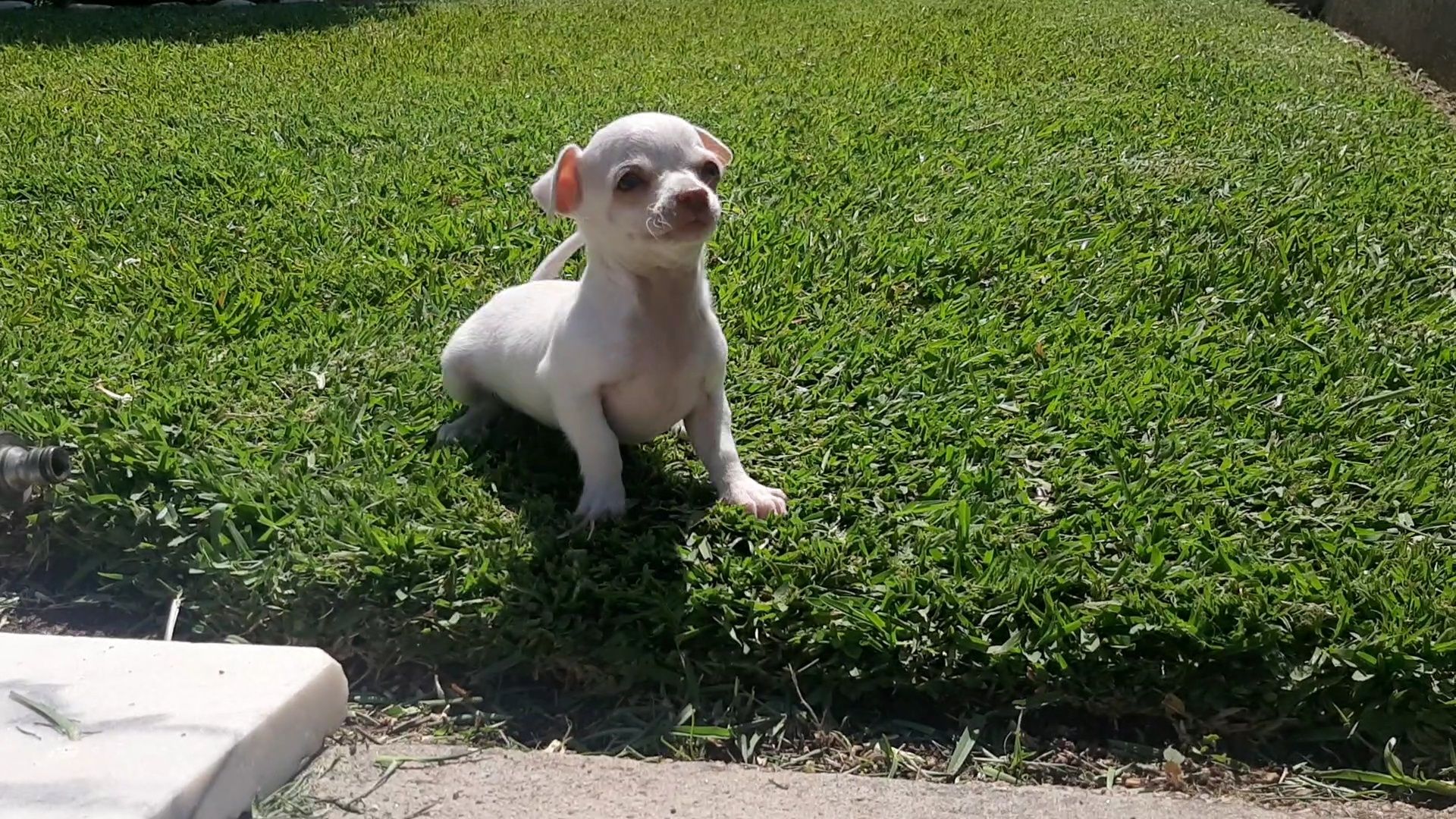 Chihuahua puro branco