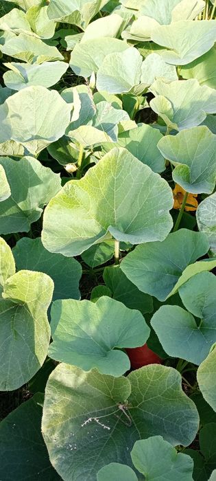 Dynia hokkaido 20 kg bez nawozów z własnej działki
