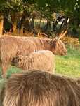 Krowy cielaki jalowki Highland