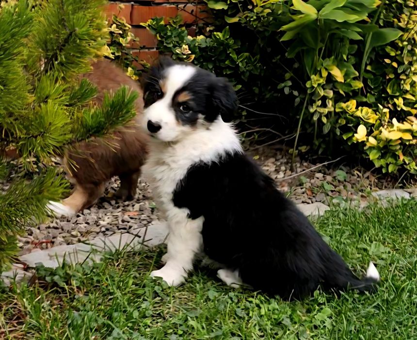 BORDER COLLIE wyjatkowo bystra i urocza