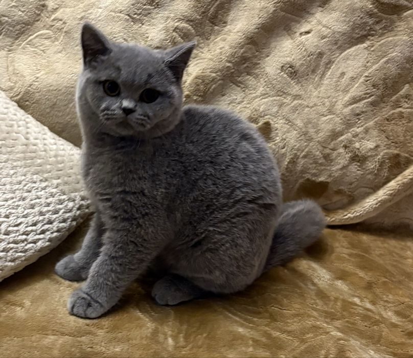 Kotek niebieski chlopak