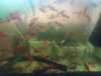 Акваріумні рибки Меченосці гуппі