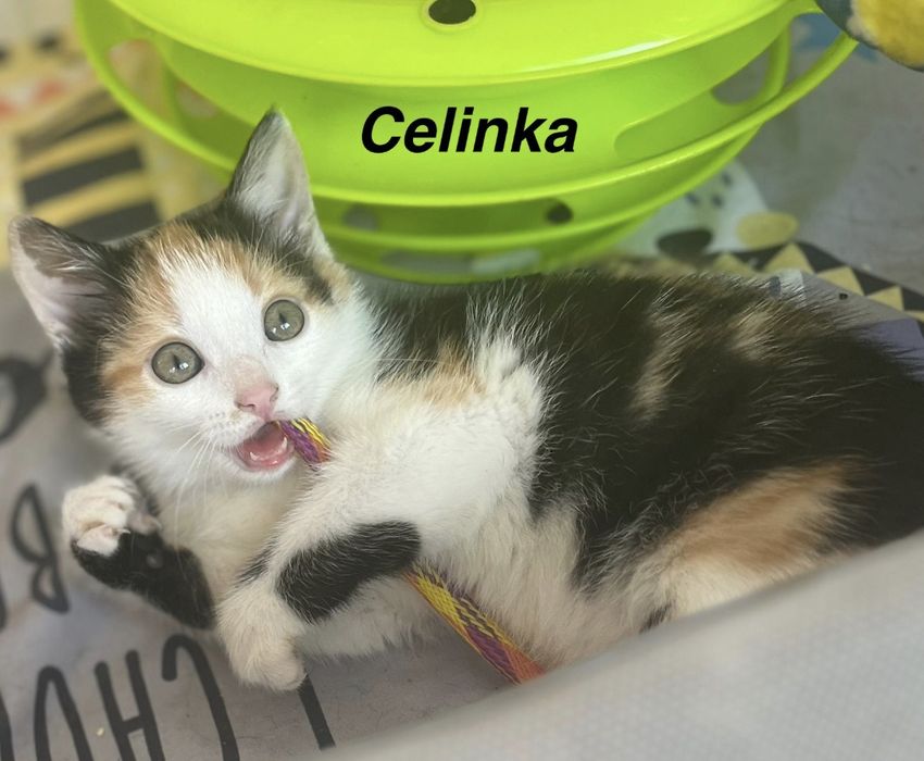 Trzy Cuda szukają domów ...