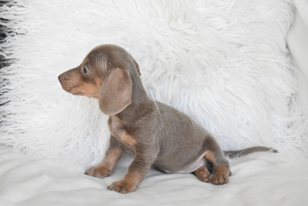 Teckel miniatura Lilac Tan femea