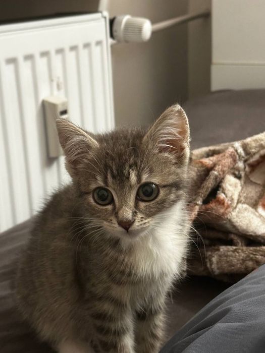 Oddaję kociaka do dobrych domów.