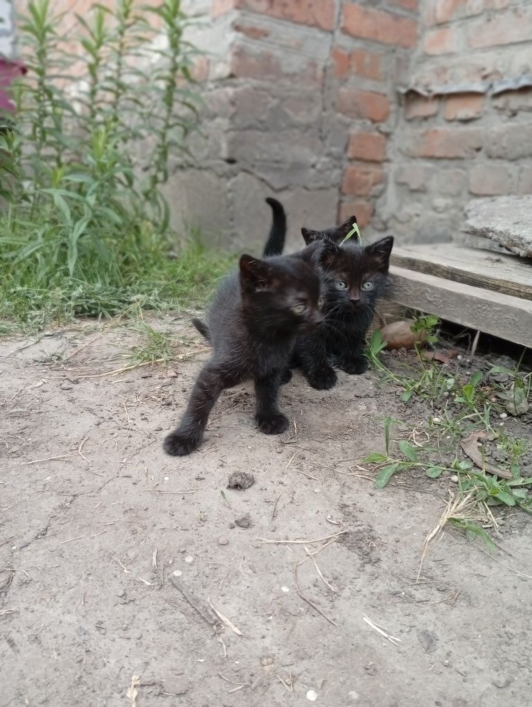 Віддам в добрі руки котиків