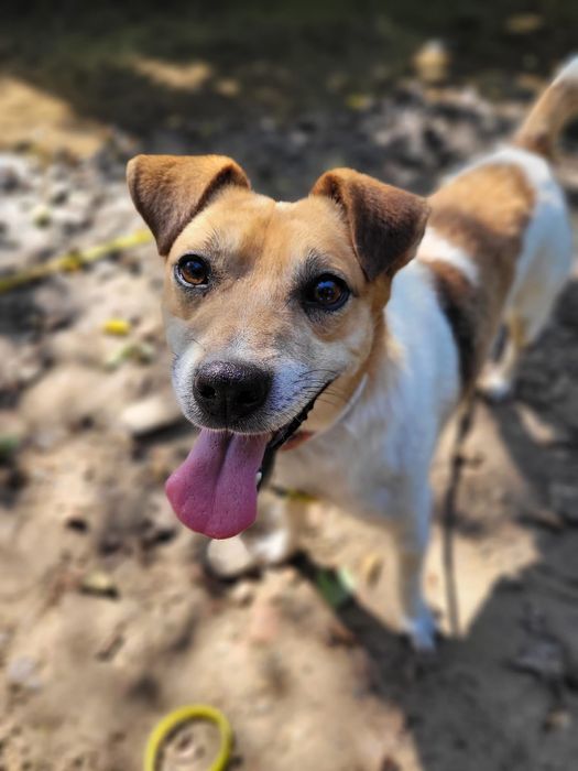 Mały pies w typie Jack Russell Terrier do adopcji!