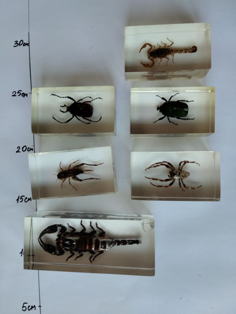 Настоящие насекомые в брусках из прозрачной синтетической смолы