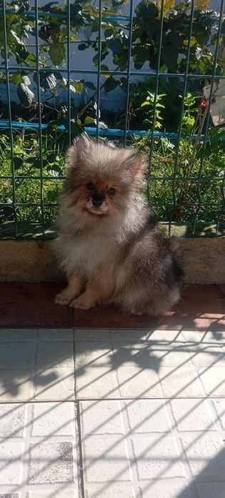 Lulu da Pomerânia