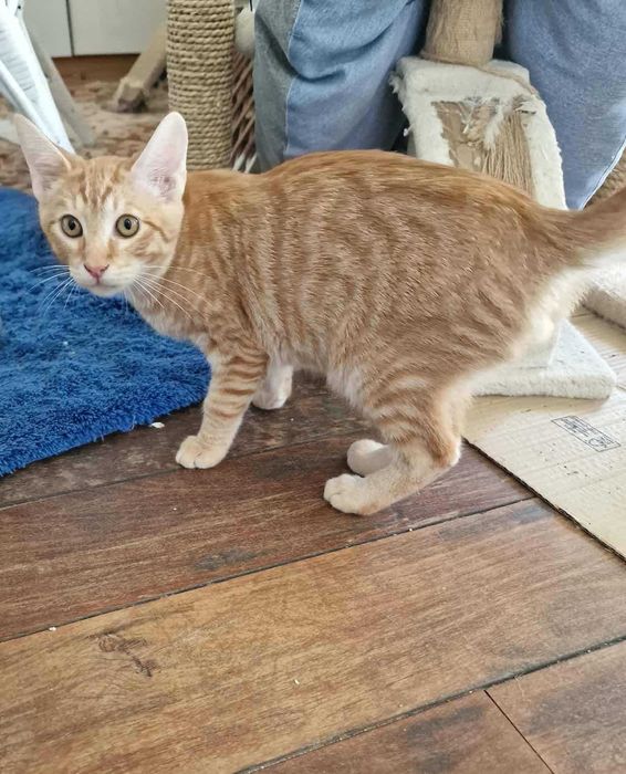 MENINO 2 (Macho, 3 Meses) Para Adoção