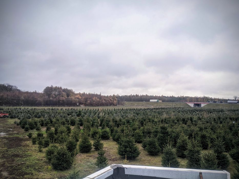Detal Okolice Bydgoszczy Plantacja choinki Jodła kaukaska Świerk