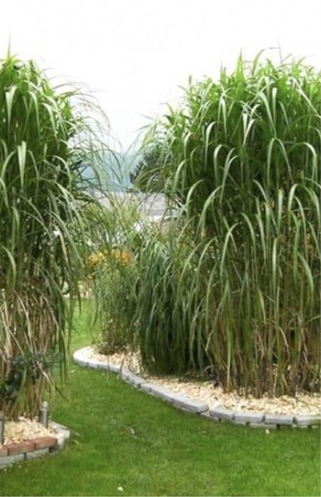 Miskamt olbrzymi byliny trawa ozdobna  soliter