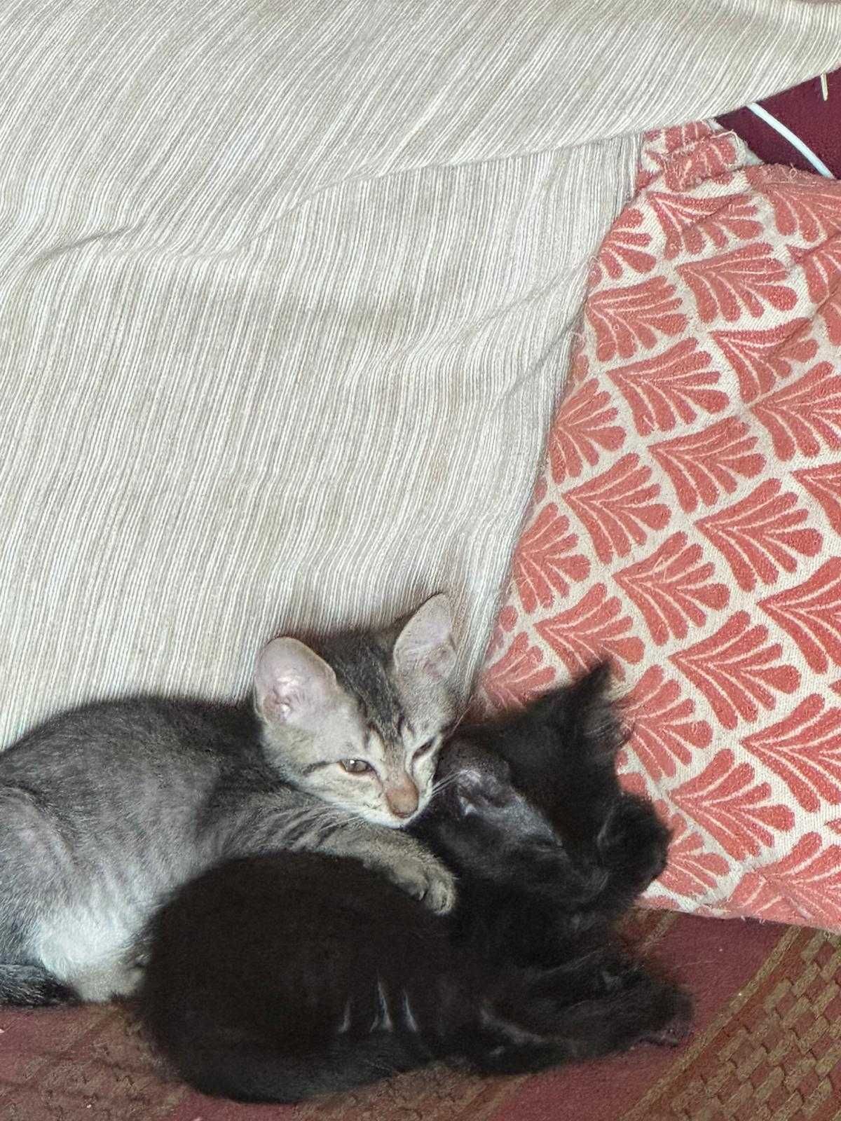 Para adoção responsável e um colinho cheio de amor!
