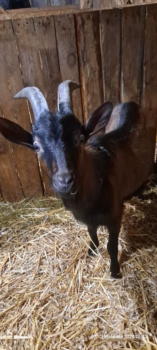 Koziołek kozioł cap krycie Alpejski