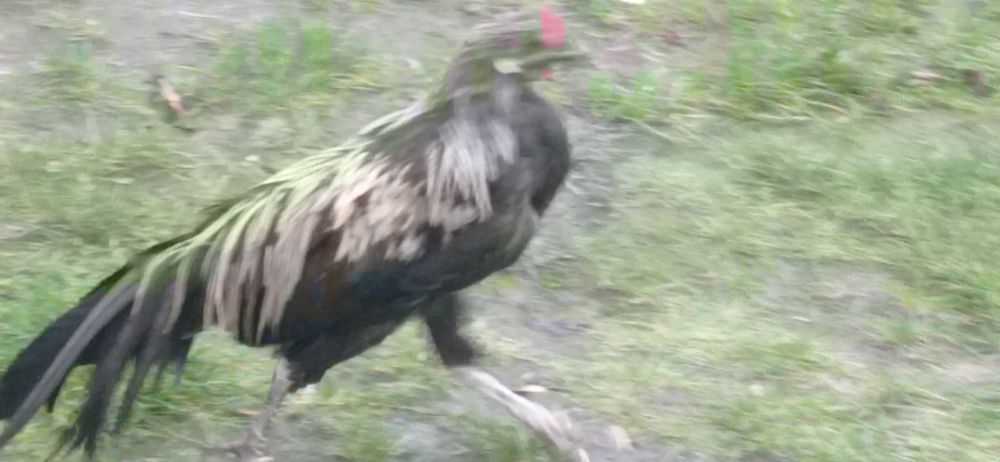 Perlik,fenix,biegus sprzedam lub zamienię