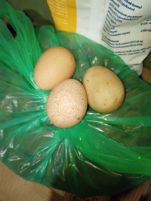 Perliczki jaja jajka lęgowe