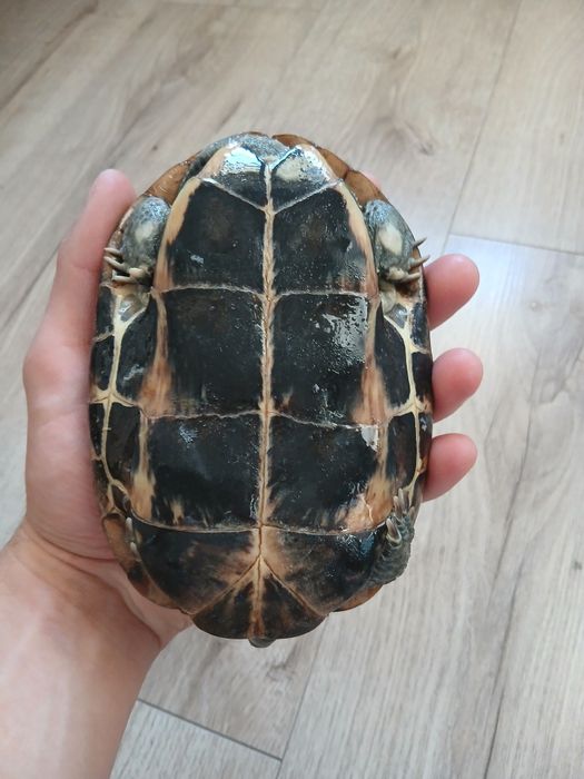 Żółwie chińskie samice