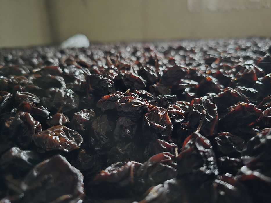 Śliwka suszona tradycyjną metodą damacha lub węgierka. Naturalna!