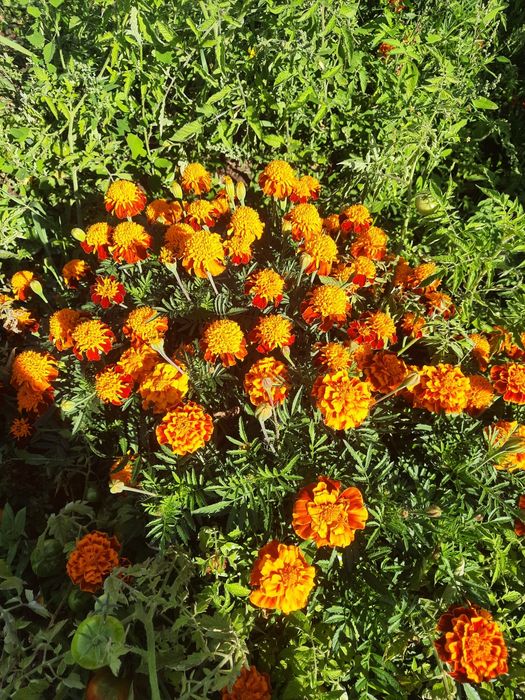 Чорнобривці свіжі та сушені