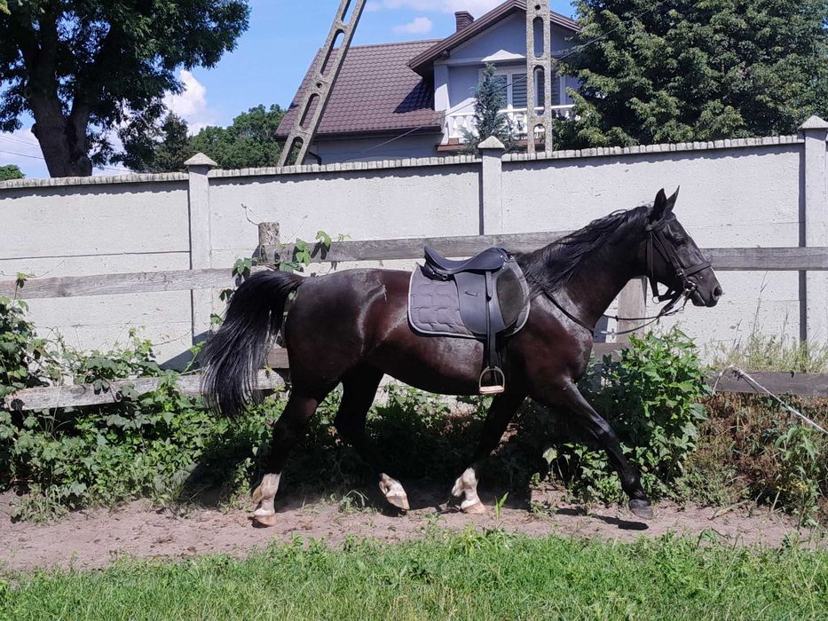 Klacz śląska kara