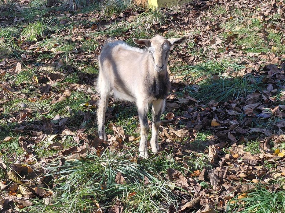 Cap capek kozioł koziołek ur. 23.07.2025