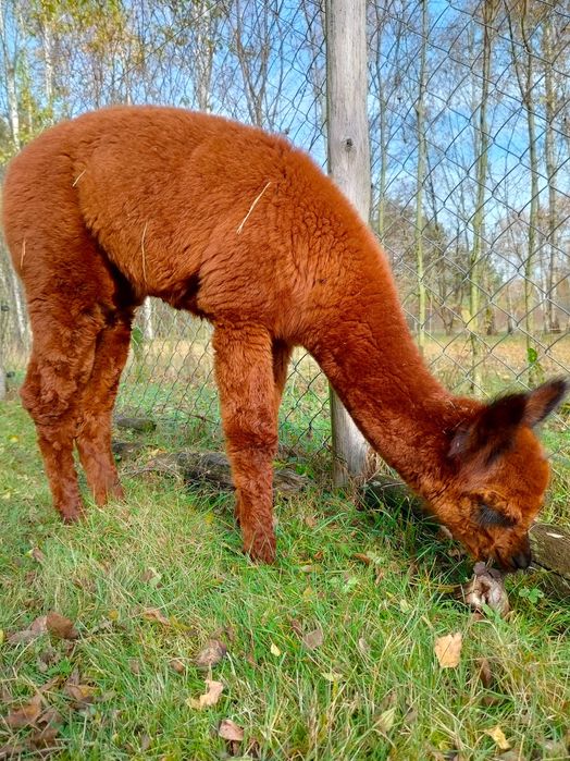 Sprzedam młodego samca alpakę