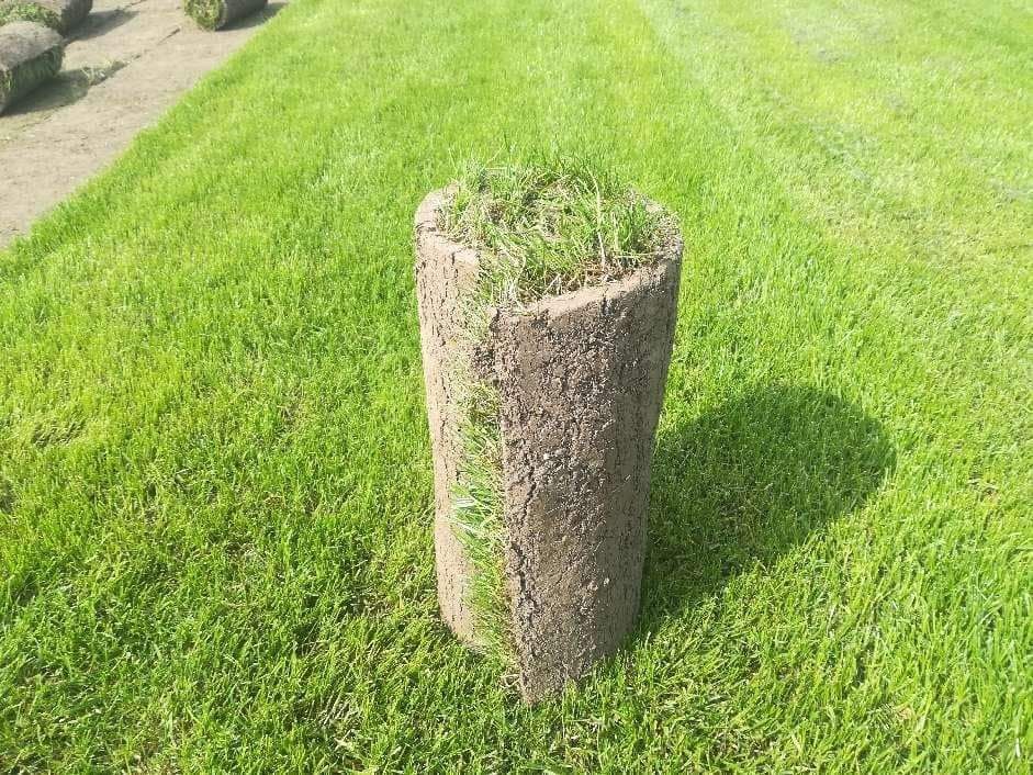 Trawa trawnik z rolki producent