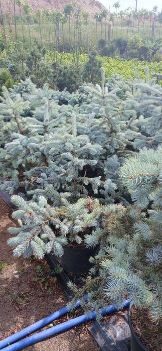 Świerk niebieski the blue w donicy 100-145 cm