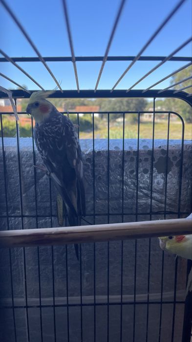 Caaturras+gaiola