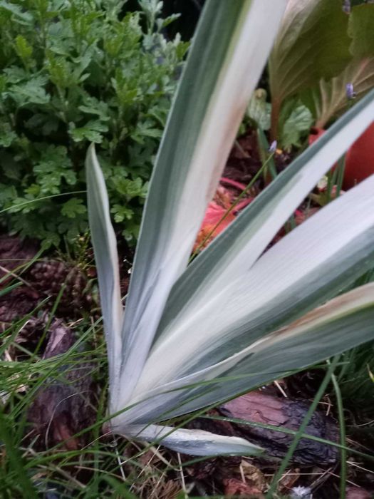 Ірис варієгатний  висота до 40 см . Є 2 види:  білим і жовтим відтінко