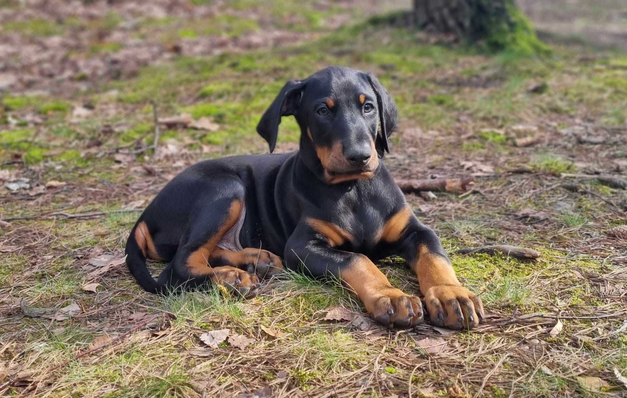 Szczeniaki rasy Doberman