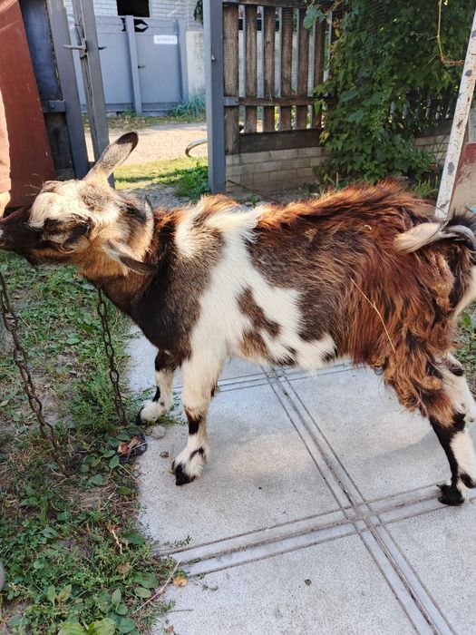 Продам молодого піврічного козлика