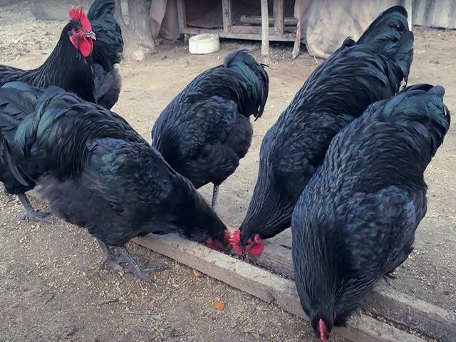 Яйце інкубаційне,курчата, Джерсійський гігант чорний, блакитний.