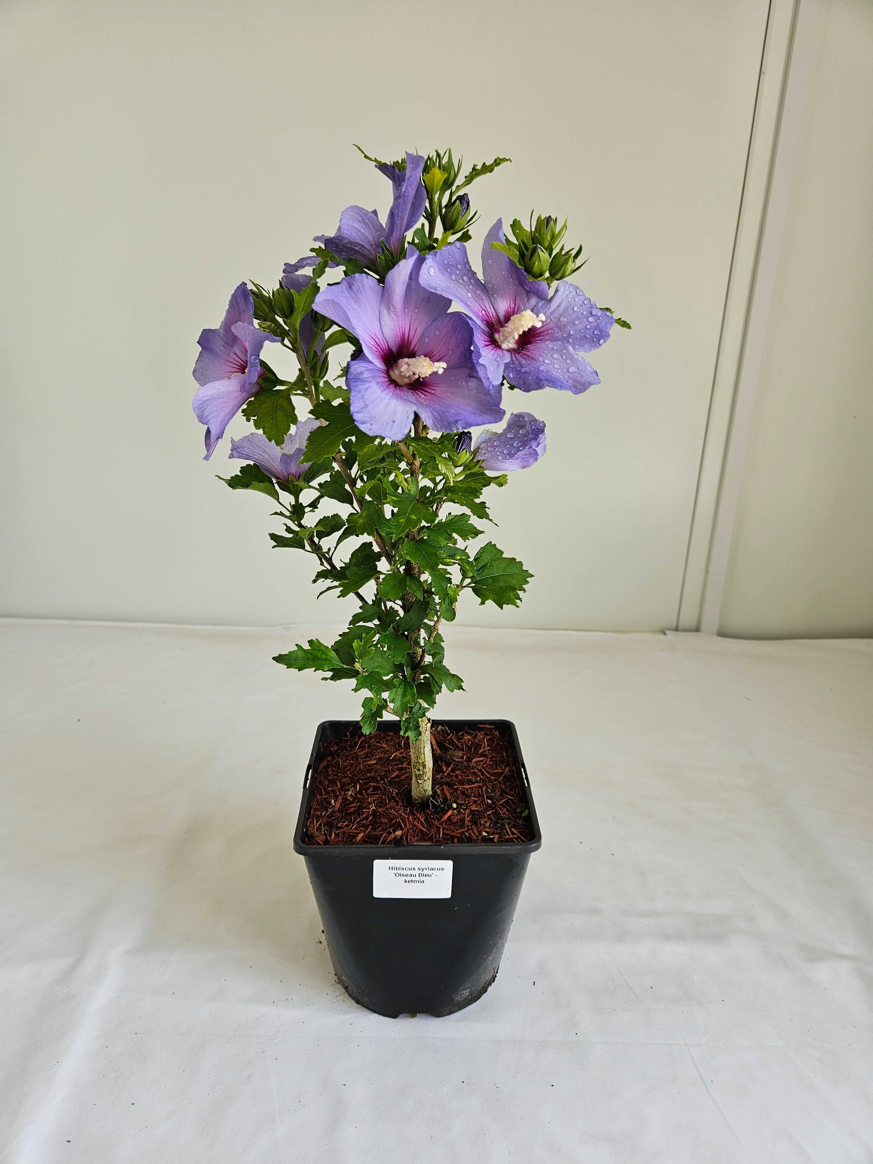Hibiskus Oiseau Bleu 50cm – niebieski krzew ozdobny do ogrodu C3