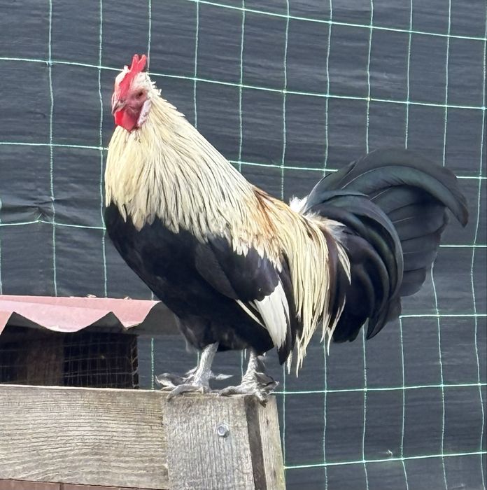 Garnizos a procura de novo poleiro