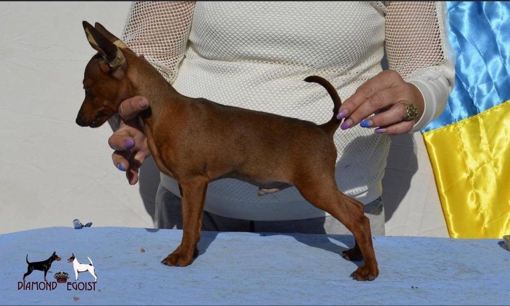 Цвергпінчер кобель вʼязка