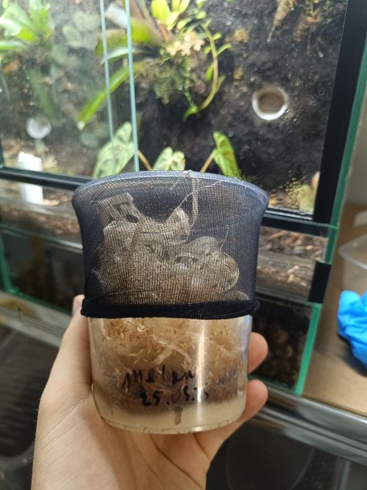 Muszki owocówki - melanogaster