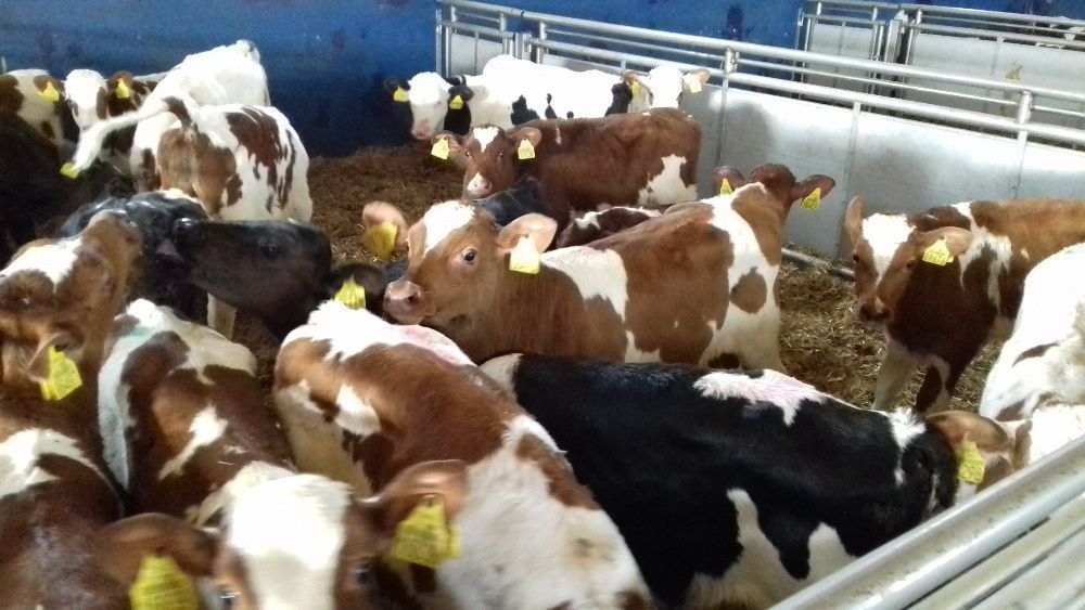 Sprzedam Cielęta mięsne, Byczki, Jałówki, MM, na krowę HF, raty