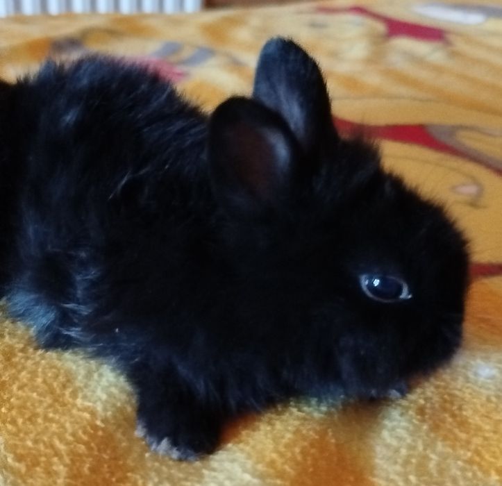 Kroliki mini ,puchatki