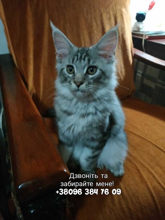 Забирайте маленьких мейнкунят!