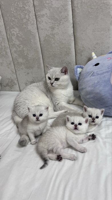 кошеня британська короткошерста срібна шиншила