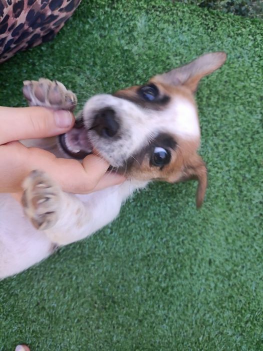 Цуценята Джек Рассел