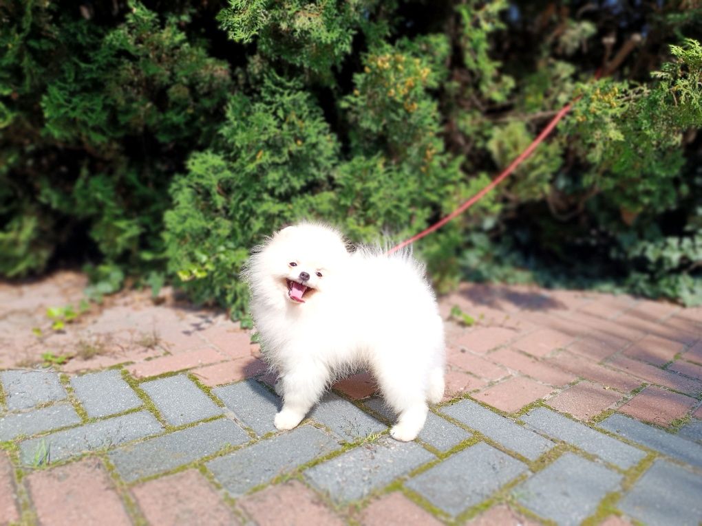 Pomeranian Szpic, z dokumentami FCI